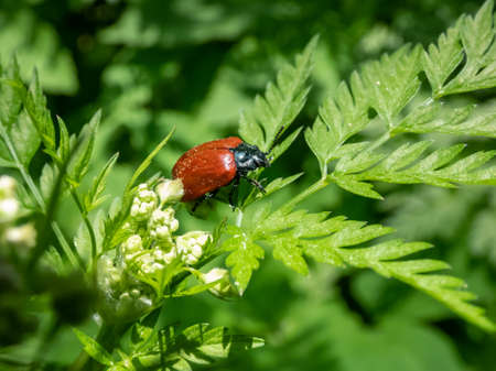 Red, round and ladybird-like broad-shouldered leaf beetle (Chrysomela populi) sitting on green leaf among green vegetation n bright sunlightの写真素材