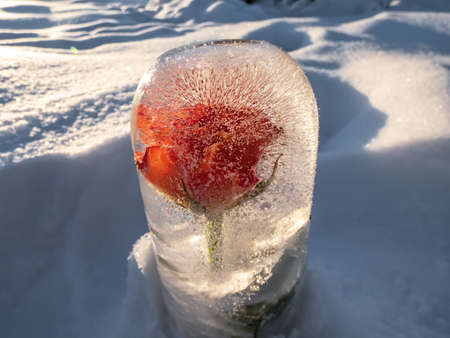 Flower in frozen water, rose in ice in bright sunlight with visible bubbles. Outdoor decorations in winter in the garden. DIY craftsの写真素材