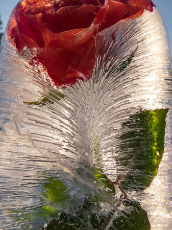 Flower in frozen water, rose in ice in bright sunlight with visible bubbles. Outdoor decorations in winter in the garden. DIY craftsの写真素材