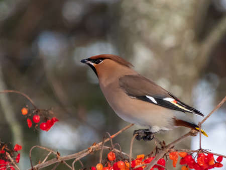 Bohemian waxwing sitting on branches of guelder rose (Viburnum opulus) and eating red fruits in winterの写真素材