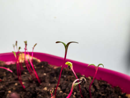 Macro shot of small beet (Beta vulgaris) plant seedlings growing in pot on the windowsill. Indoor gardening and germinating seedlingsの写真素材