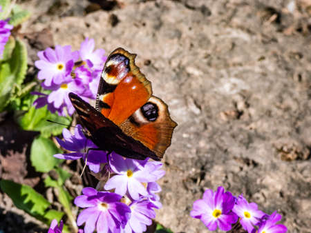 Macro shot of beautiful colourful butterfly - European peacock or peacock butterfly (Aglais io) on purple flower with partially closed wings. Wings are red, wingtip has black, blue and yellow eyespotの写真素材