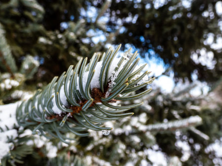 Blue spruce branches covered with snow melting in water drops on needles in winter with blurred bokeh backgroundの写真素材