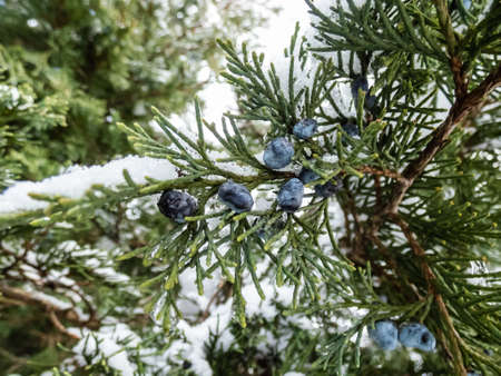 Blue juniper berries (seed cone) attached to a branches covered with snow in winter dayの写真素材