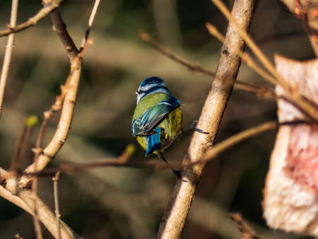 Beautiful songbird Eurasian Blue Tit (Cyanistes caeruleus or Parus caeruleus) sitting on a branch in sunlight with beautiful blurred background. View from back. Blue and yellow feathersの写真素材