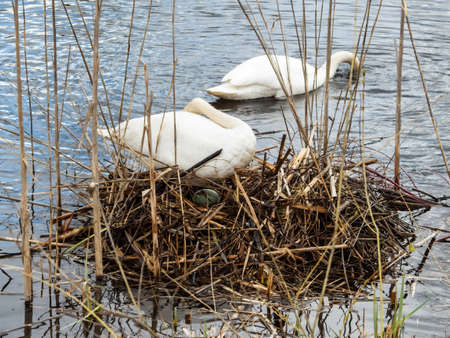 The Mute swan (cygnus olor) swimming in a pond next to its nest with visible big and greenish egg surrounded with dry grass in breeding season in springの写真素材