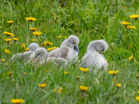 Sleepy mute swan cygnets (cygnus olor) sitting in the grass. Beautiful cygnet backgroundの写真素材