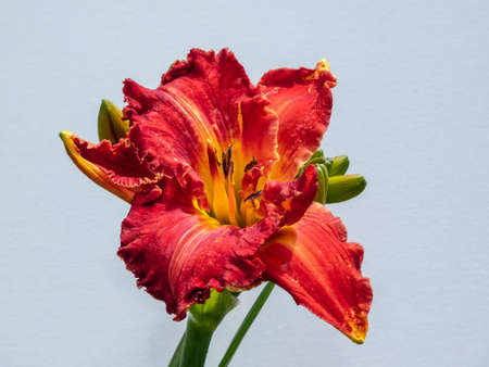 Close-up of daylily (Hemerocallis x hybrida) variety 'Kate' (V. Bangieris 2015) in bright sunlight with white isolated background. Dark red with strongly curled edges, blooms profuselyの写真素材