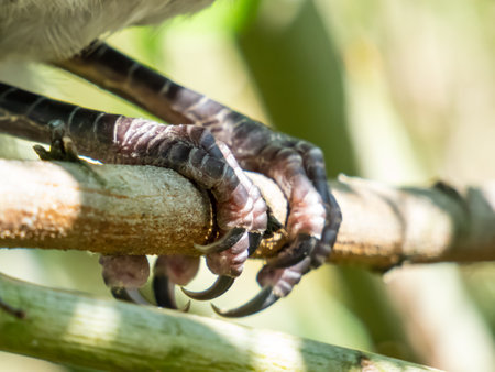 Macro shot of the feet of the juvenile hooded crow (Corvus cornix) sitting on a branch in a tree among green leaves with bright backlightの写真素材