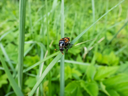 Close-up of the burying beetle (Nicrophorus vespillo) with ticks on wings sitting on a grass blade....