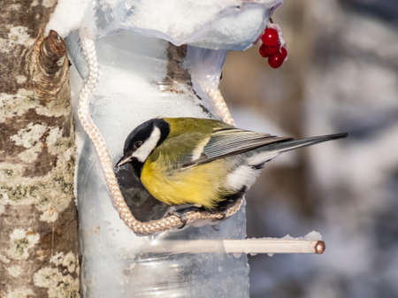Close-up of the Great tit (Parus major) visiting bird feeder made from reused plastic bottle with grains in winter surrounded with snowy scenery. DIY bird feeder bottle hanging in a treeの写真素材