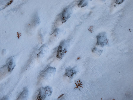 Close up of footprints of roe deer (Capreolus capreolus) in deep, melting snow after running with visible ground in footprints. Animal trailの写真素材