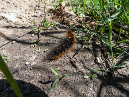 Close-up shot of the brown, furry caterpillar of the garden tiger moth (Arctia caja) crawling on a ground surrounded with green grass in bright sunlightの写真素材