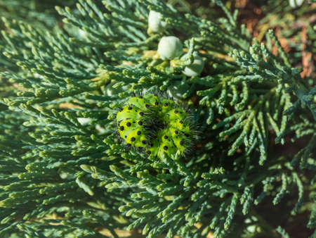 Macro shot of the larva or caterpillar of the small emperor moth (Saturnia pavonia) - green with black rings and yellow and red spots among green leaves and vegetationの写真素材