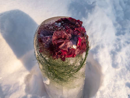 Flower in frozen water, rose in ice. Outdoor decorations in winter in the garden. DIY crafts decoration made in vase, water, flower on sunny dayの写真素材