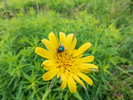 Common green bottle or green blow fly (Lucilia caesar) feeds on pollen and and nectar of yellow flower with green meadow backgroundの写真素材