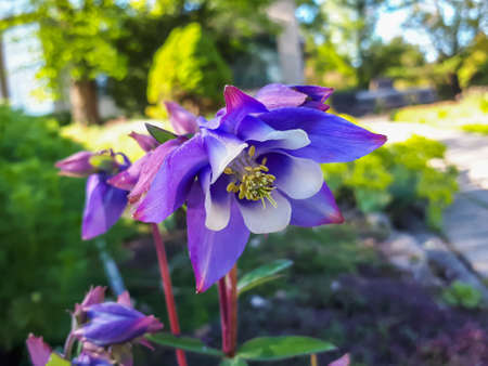 Beautiful closeup shot of blue, purple and white columbine (aquilegia) in bloom with green summer garden backgroundの写真素材