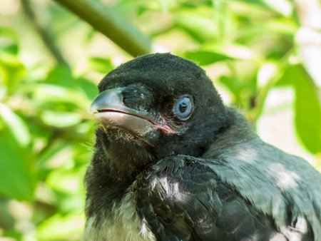 Extreme close-up shot of the juvenile hooded crow (Corvus cornix) with dark plumage with blue and grey eyes sitting on a branch in a tree among green leaves with bright backlightの写真素材