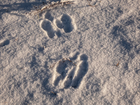 Footprints of paws of the European hare or brown hare (Lepus europaeus) on ground covered with white snow in winterの写真素材