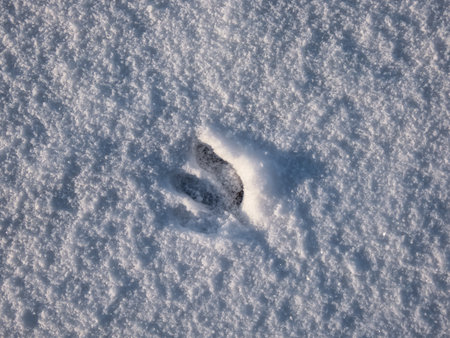 Close-up of a single perfect footprint of roe deer (Capreolus capreolus) on the ground covered with soft snow in winter in sunlightの写真素材