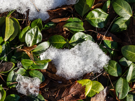 Beautiful, glossy dark green leaves with an attractive creamy-white variegation of evergreen Lesser periwinkle (Vinca minor) 'Aureovariegata' growing in early spring surrounded with snowの写真素材