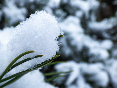 Macro photo of distinct real snowflake and snow on a green pine needle with dark background. Beautiful winter background, seasonal nature and the weather in winterの写真素材