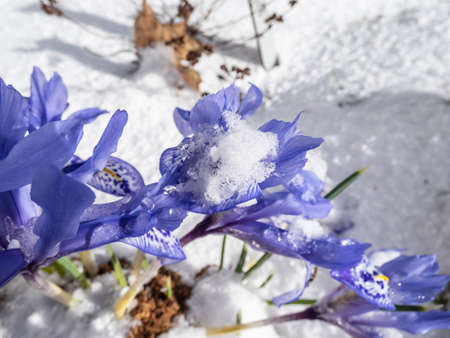 Group of beautiful and delicate first early spring flowers - The Syrian Iris (Iris histrio) in the garden flower bed covered and surrounded with snow. Blue floral backgroundの写真素材