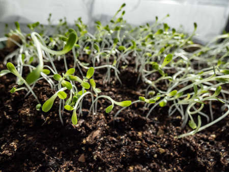 Macro shot of Iceberg or Crisphead lettuce (Lactuca sativa var. Capitata Iceberg) seedlings growing in plastic pot on the windowsill. Indoor gardening, germinating and growing leaf vegetablesの写真素材