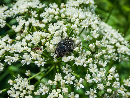 Macro shot of the adult white spotted rose beetle (Oxythyrea funesta) on a flower in bright...