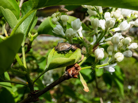 Close-up shot of a couple of the adult sloe bugs or hairy shieldbugs (Dolycoris baccarum) mating on...