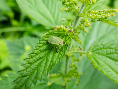 Close-up of the common green shieldbug (palomena prasina) in the fifth developmental stage (5th...