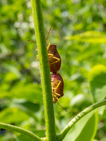Close-up shot of a couple of the common green shieldbugs (palomena prasina) on a stem of a green...