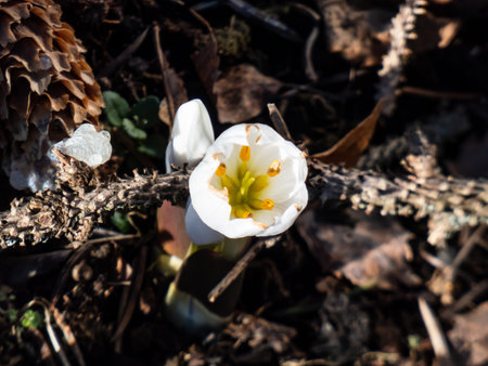 Close-up shot of the spring-flowering plant (Colchicum szovitsii) with white flowers growing in...