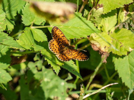The High Brown Fritillary (Argynnis adippe) resting on a green leaf. Its upper wings are orange with black markings, the undersides are duller orange with white and brown markingsの写真素材