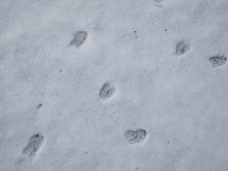 Close-up of a row of the perfect footprints of roe deer (Capreolus capreolus) on the ground covered...