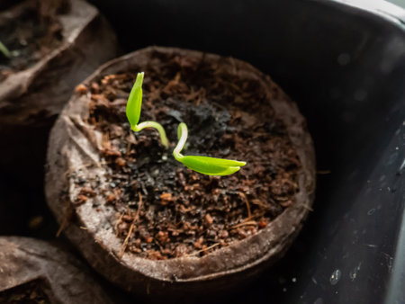 Home-grown small, green pepper plants growing in soil pots on a window sill. Indoor gardening and...