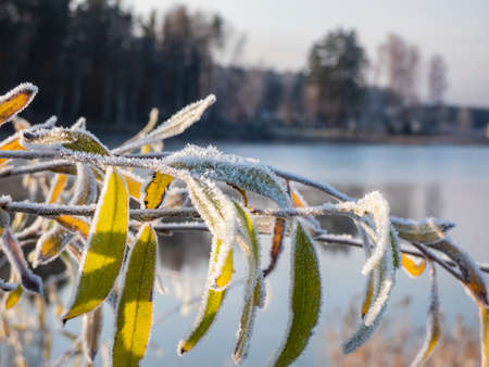 Close-up shot of branch with green and yellow greens covered with white, frozen ice crystals in bright sunlight with lake landscape in backgroundの写真素材