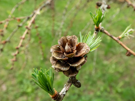 Close-up shot of the cone of the Kurile larch (Larix gmelini var. japonica). The specific variety of...