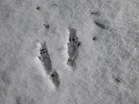 Perfect, small footprints of four paws of Eurasian Red Squirrel (Sciurus vulgaris) on the ground...