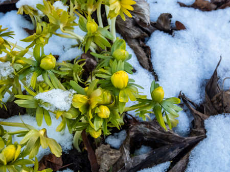 Macro shot of buds of winter aconite (Eranthis hyemalis) 'Flore Pleno', a variation with fully double yellow flowers, emerging from the ground covered and surrounded with white snow in early springの写真素材