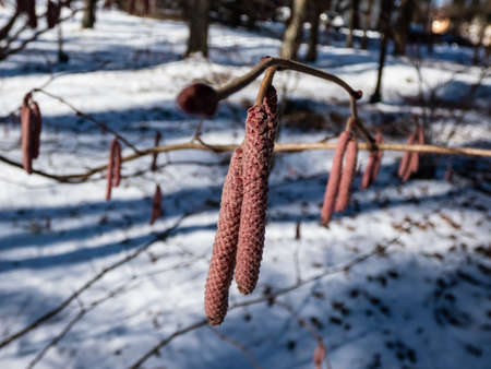Close-up shot of pink catkins of the hazelnut tree starting to bloom in early spring with white snow in the background. Hazelnuts in bloom in springtimeの写真素材