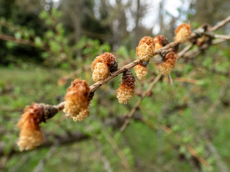 Close-up shot of the young male cones of the Kurile larch (Larix gmelini var. japonica) developing...