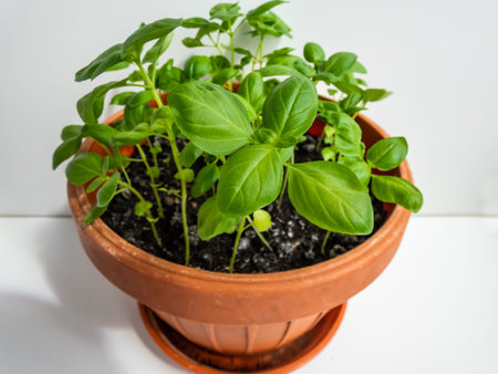Fresh green organic basil plants growing in a brown pot on the window sill in bright sunlight isolated on white background.の写真素材