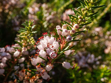 Macro of beautiful bell-shaped, white, pink and red-purple flowers of Cornish heath or wandering heath (Erica vagans) 'Lilacina' in summer and autumn with bright backlight and blurred bokeh backgroundの写真素材