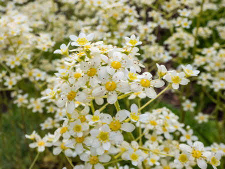 Close-up of perfect, white and yellow flowers of five petals of Alpine saxifrage or encrusted or...