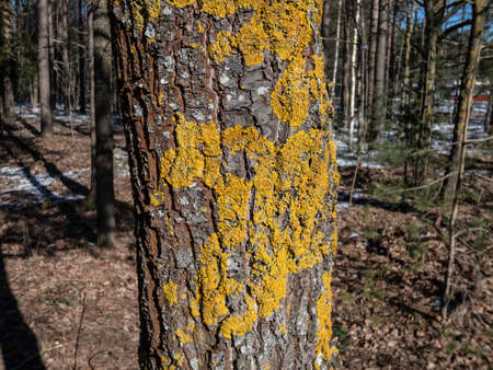 Close-up shot of the common orange lichen, yellow scale, maritime sunburst lichen or shore lichen (Xanthoria parietina) growing on a tree bark in bright sunlight in springの写真素材