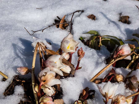 Close-up of the white Christmas rose or black hellebore (helleborus niger) surrounded and covered with white snow in early spring in bright sunlight. Flowers in snowの写真素材