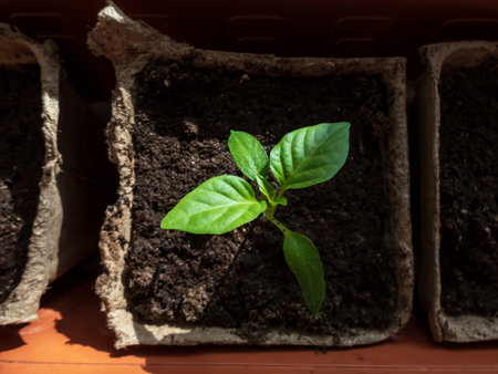 Close-up of small, green home-grown pepper plant growing in a cardboard pot on a window sill in...