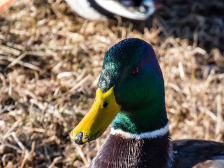 Close-up of adult, breeding male mallard or wild duck (Anas platyrhynchos) with a glossy bottle-green head and a white collar. Portrait of bird head and eye in bright sunlightの写真素材