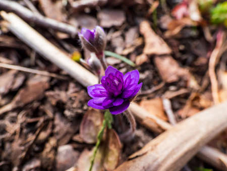 Macro shot of Hepatica nobilis cultivar 'Walter Otto' with fully double blue purple flowers blooming in garden with blurred background. Spring flowers appearing after winterの写真素材
